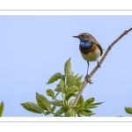 Gorgebleue à miroir (Luscinia svecica - Bluethroat)