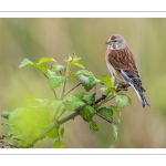 Linotte mélodieuse (Linaria cannabina - Common Linnet)