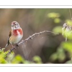 Linotte mélodieuse (Linaria cannabina - Common Linnet)