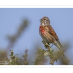 Linotte mélodieuse (Linaria cannabina - Common Linnet)