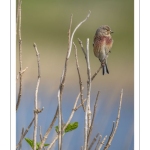 Linotte mélodieuse (Linaria cannabina - Common Linnet)
