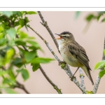 Phragmite des joncs (Acrocephalus schoenobaenus - Sedge Warbler)