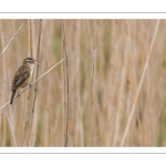 Phragmite des joncs (Acrocephalus schoenobaenus - Sedge Warbler)