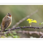 Phragmite des joncs (Acrocephalus schoenobaenus - Sedge Warbler)