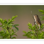 Phragmite des joncs (Acrocephalus schoenobaenus - Sedge Warbler)