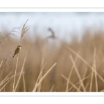 Phragmite des joncs (Acrocephalus schoenobaenus - Sedge Warbler)