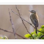 Phragmite des joncs (Acrocephalus schoenobaenus - Sedge Warbler)