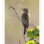 Phragmite des joncs (Acrocephalus schoenobaenus - Sedge Warbler)