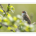 Phragmite des joncs (Acrocephalus schoenobaenus - Sedge Warbler)