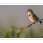 Linotte mélodieuse (Linaria cannabina - Common Linnet) mâle