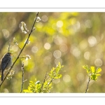 Phragmite des joncs (Acrocephalus schoenobaenus - Sedge Warbler)
