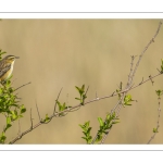 Phragmite des joncs (Acrocephalus schoenobaenus - Sedge Warbler)