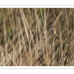 Phragmite des joncs (Acrocephalus schoenobaenus - Sedge Warbler)