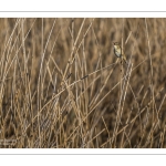 Phragmite des joncs (Acrocephalus schoenobaenus - Sedge Warbler)