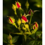 Rose du jardin en fleur - Saison : Printemps - Lieu : Marcheville, Somme, Picardie, France