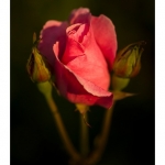 Rose du jardin en fleur - Saison : Printemps - Lieu : Marcheville, Somme, Picardie, France