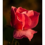 Rose du jardin en fleur - Saison : Printemps - Lieu : Marcheville, Somme, Picardie, France