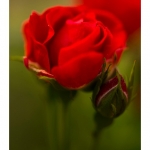 Rose du jardin en fleur - Saison : Printemps - Lieu : Marcheville, Somme, Picardie, France