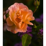 Rose du jardin en fleur - Saison : Printemps - Lieu : Marcheville, Somme, Picardie, France