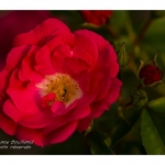 Rose du jardin en fleur - Saison : Printemps - Lieu : Marcheville, Somme, Picardie, France
