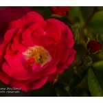 Rose du jardin en fleur - Saison : Printemps - Lieu : Marcheville, Somme, Picardie, France