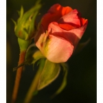 Rose du jardin en fleur - Saison : Printemps - Lieu : Marcheville, Somme, Picardie, France