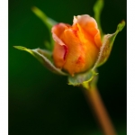 Rose du jardin en fleur - Saison : Printemps - Lieu : Marcheville, Somme, Picardie, France