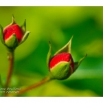 Rose du jardin en fleur - Saison : Printemps - Lieu : Marcheville, Somme, Picardie, France