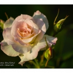 Rose du jardin en fleur - Saison : Printemps - Lieu : Marcheville, Somme, Picardie, France