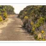 La route blanche, entre Cayeux et Le Hourdel