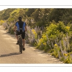 La route blanche, entre Cayeux et Le Hourdel