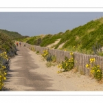 La route blanche, entre Cayeux et Le Hourdel