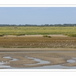 Un groupe de touristes dans les mollières le long de la Somme