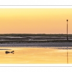 Un phoque veau-marin dans le chenal de la Somme au petit matin