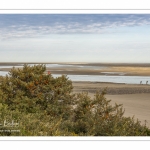 Argousiers dans les dunes au Hourdel