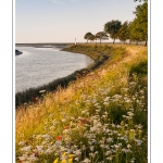 La jetÃ©e de Saint-Valery, face aux quais, avec sa lanterne et ses talus semÃ©s de jachÃ¨re fleurie.  - Saison : Ã©tÃ© - Lieu : Saint-Valery-sur-Somme, Baie de Somme, Somme, Picardie, France