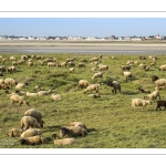 Les moutons de prés salés face au Crotoy