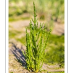 salicorne européenne (Salicornia europacea)