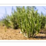 salicorne européenne (Salicornia europacea)