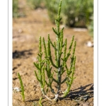 salicorne européenne (Salicornia europacea)