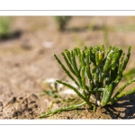 salicorne européenne (Salicornia europacea)