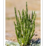 salicorne européenne (Salicornia europacea)