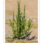 salicorne européenne (Salicornia europacea)