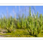 salicorne européenne (Salicornia europacea)