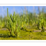 salicorne européenne (Salicornia europacea)