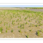 salicorne européenne (Salicornia europacea)