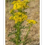 Séneçon commun ou séneçon vulgaire (Senecio vulgaris)