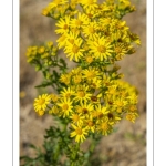 Séneçon commun ou séneçon vulgaire (Senecio vulgaris)