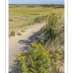 Séneçon commun ou séneçon vulgaire (Senecio vulgaris)