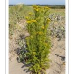 Séneçon commun ou séneçon vulgaire (Senecio vulgaris)